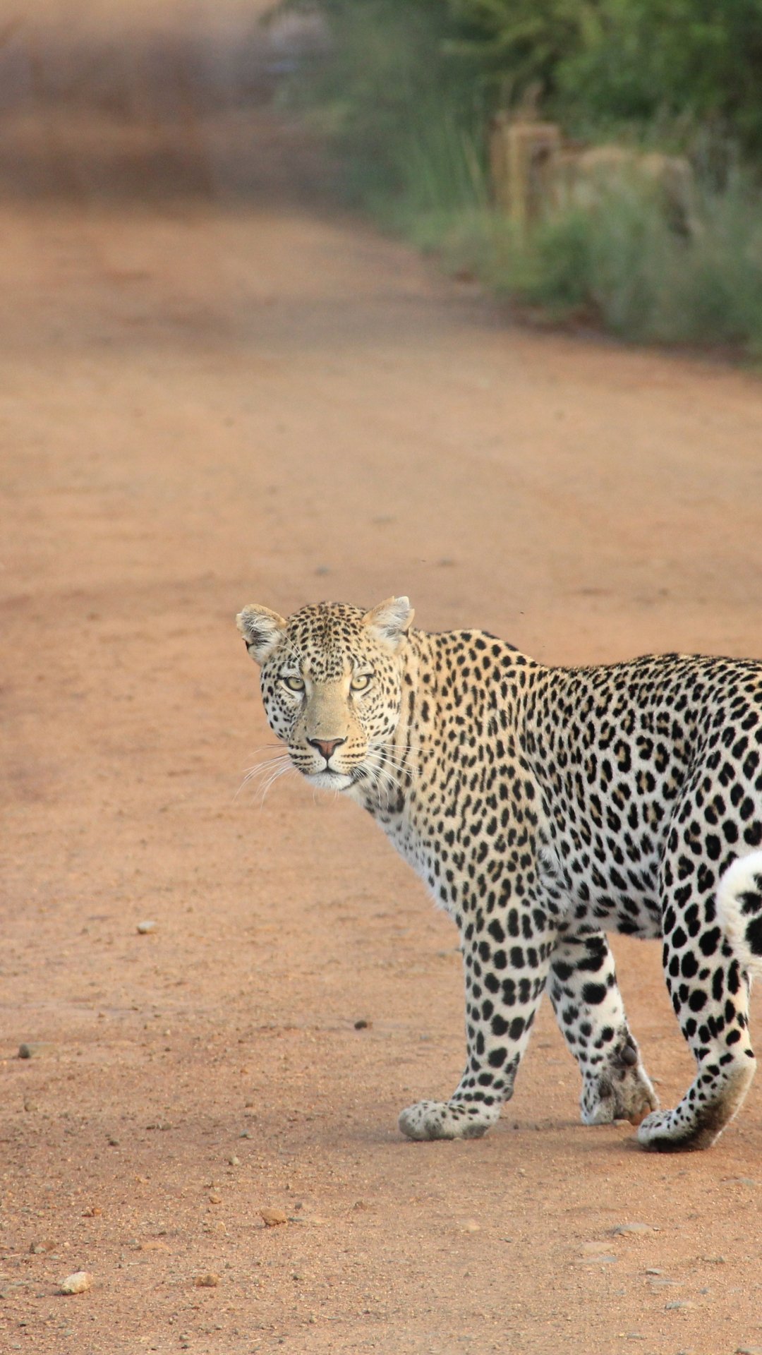 iPhone Leopard Wallpapers - Wallpaper Cave