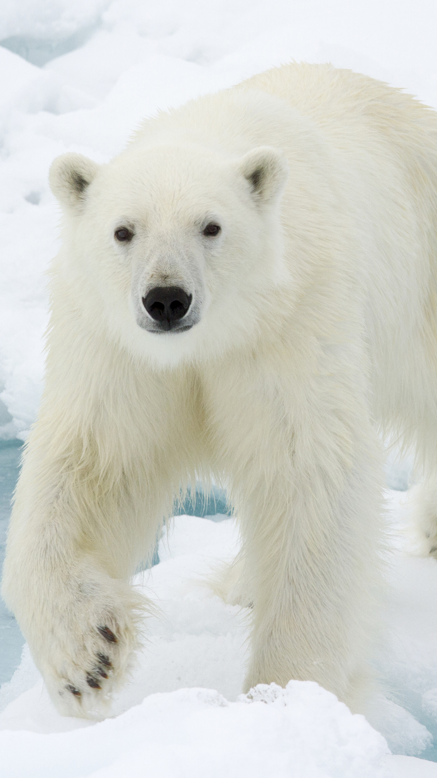 Animal Polar Bear Phone Wallpaper