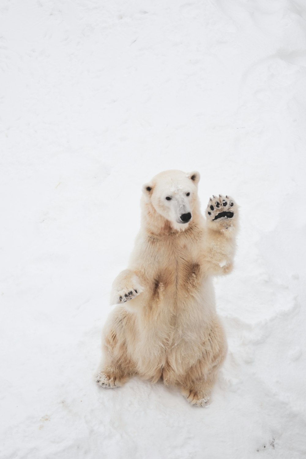 Polar Bear Picture. Download