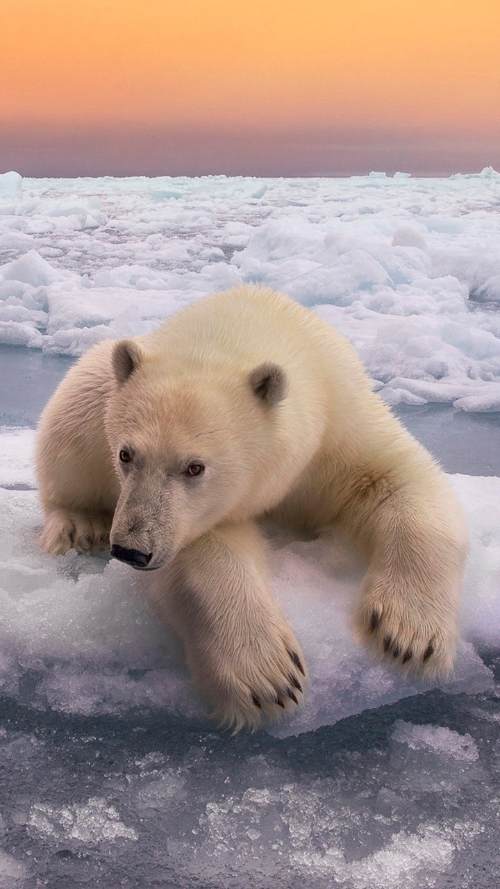 Download Horizon Ice Animal Polar Bear