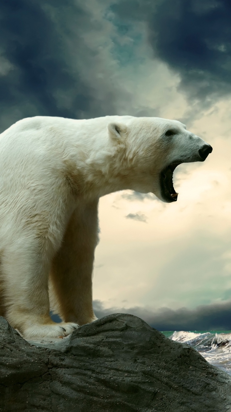 Polar Bear Phone Wallpaper