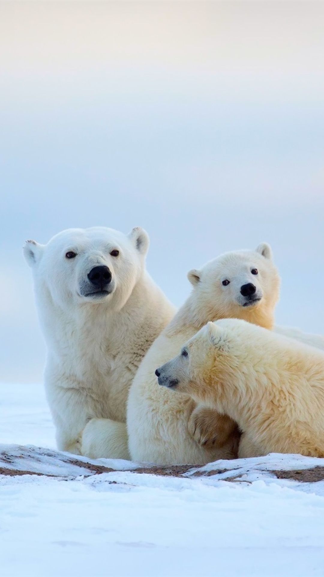 Polar Bear Wallpaper