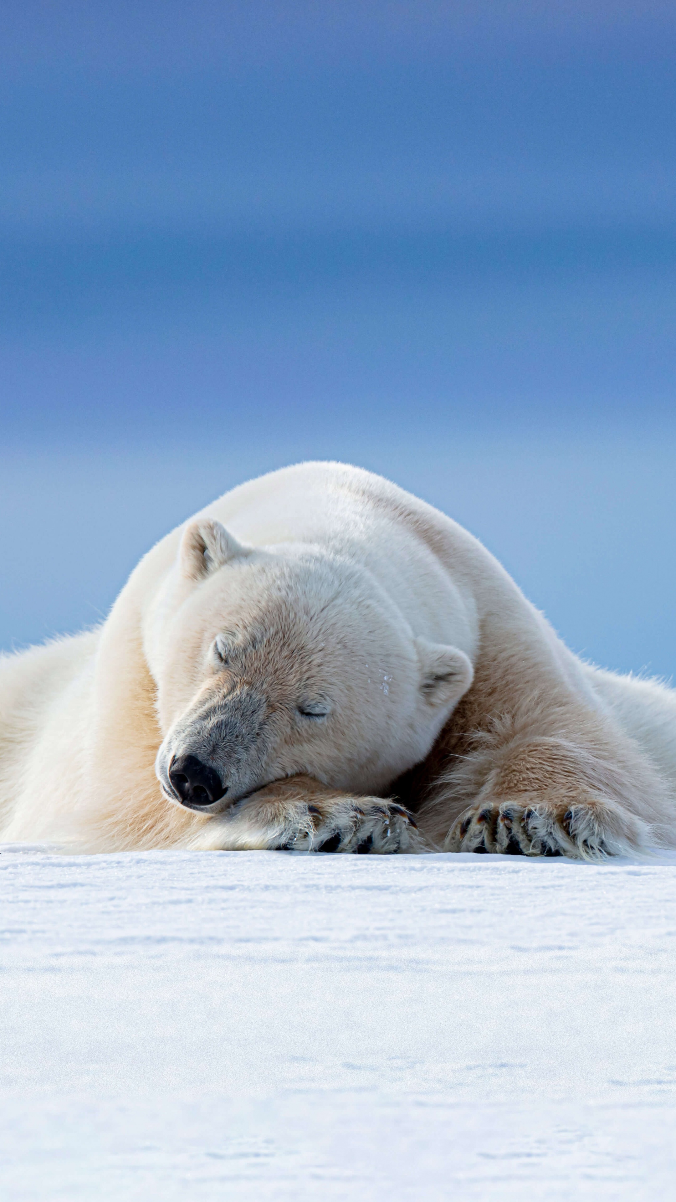 Polar bear Wallpaper 4K, Arctic, 5K, 8K