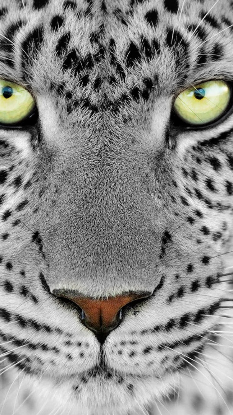 Cheetah HD Wallpaper iPhone 6 / 6S