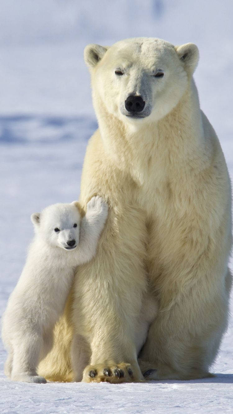 Download free Father And Son Polar Bear