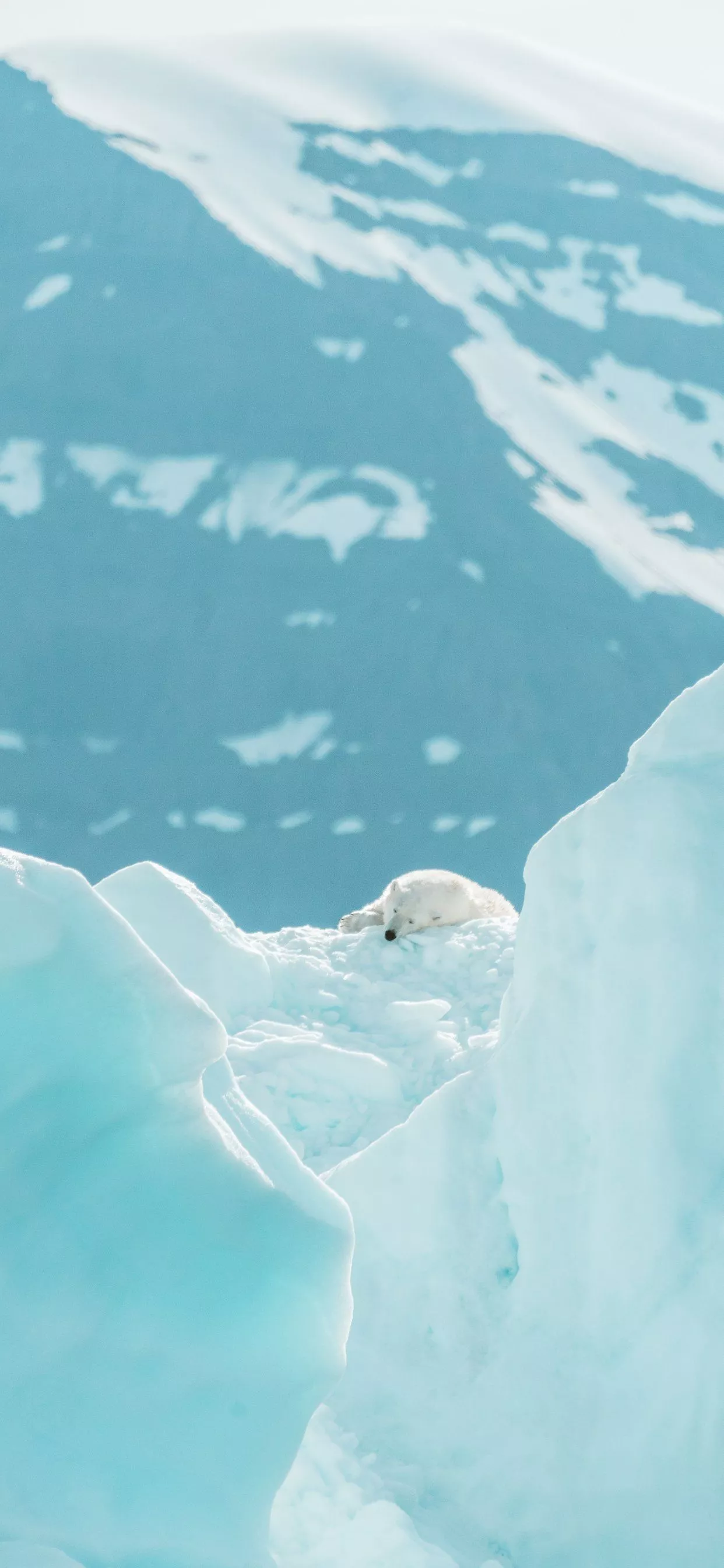 iPhone Wallpaper Polar Bear