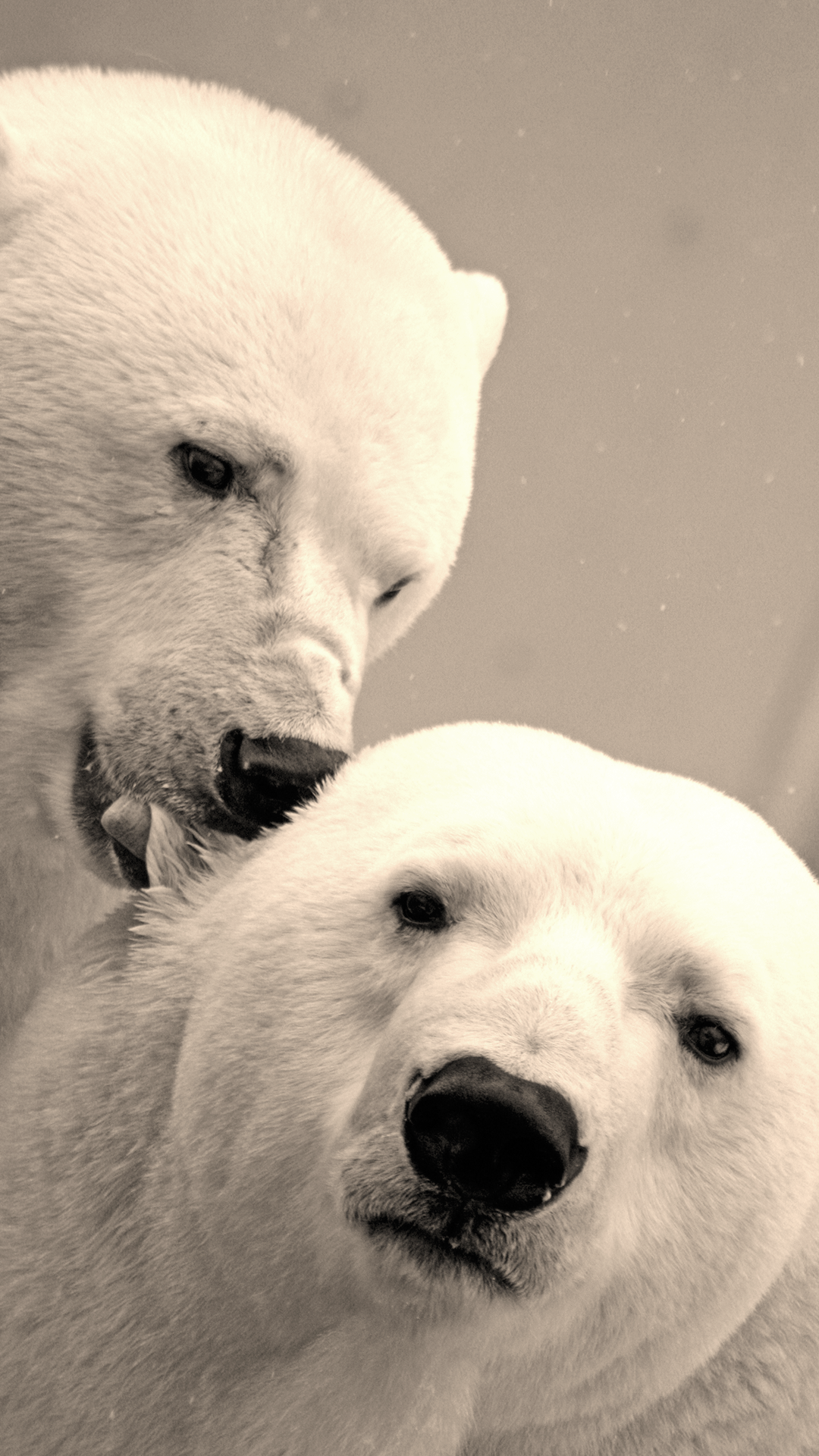 Polar Bears Wallpaper 4K Phone. Phone