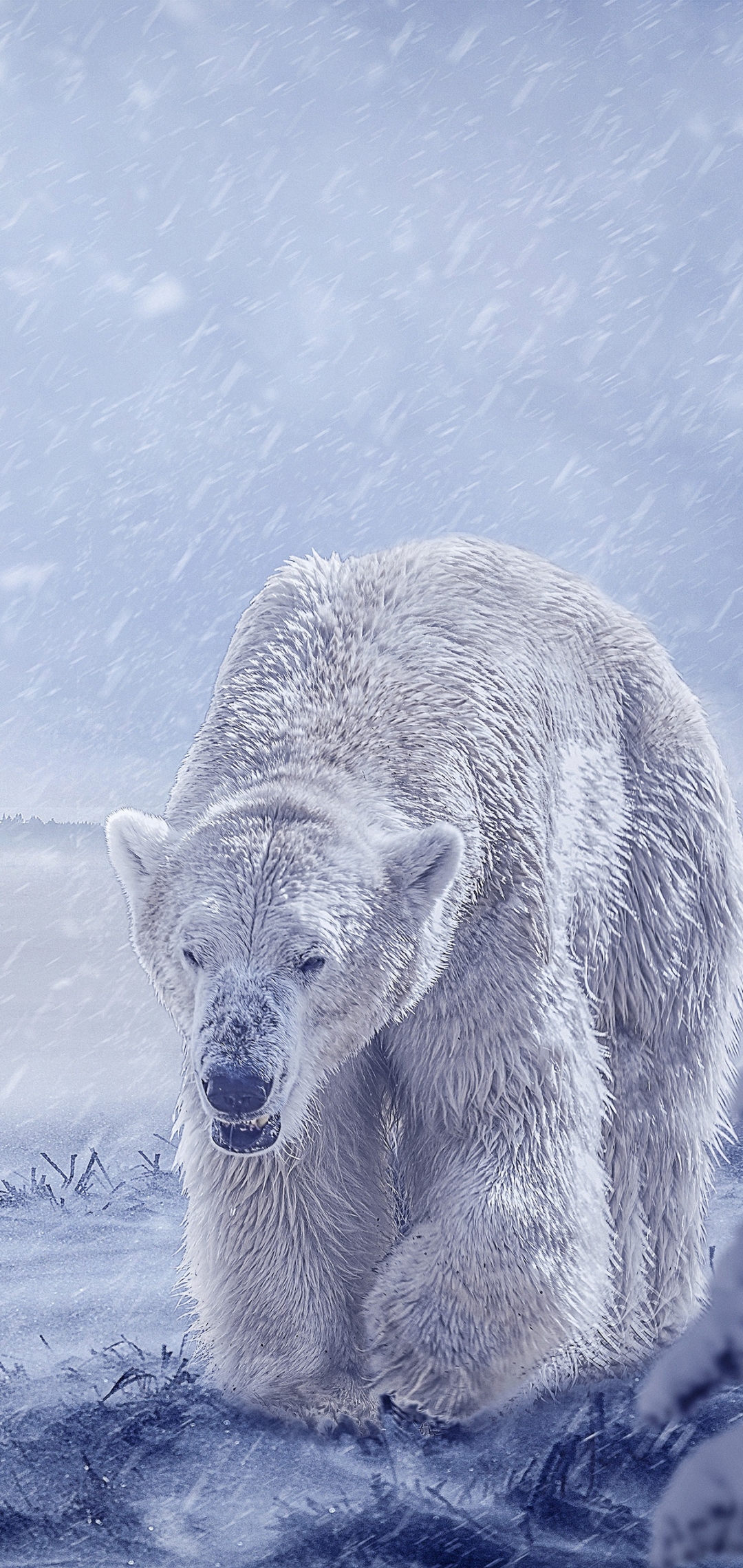 Animal Polar Bear Phone Wallpaper