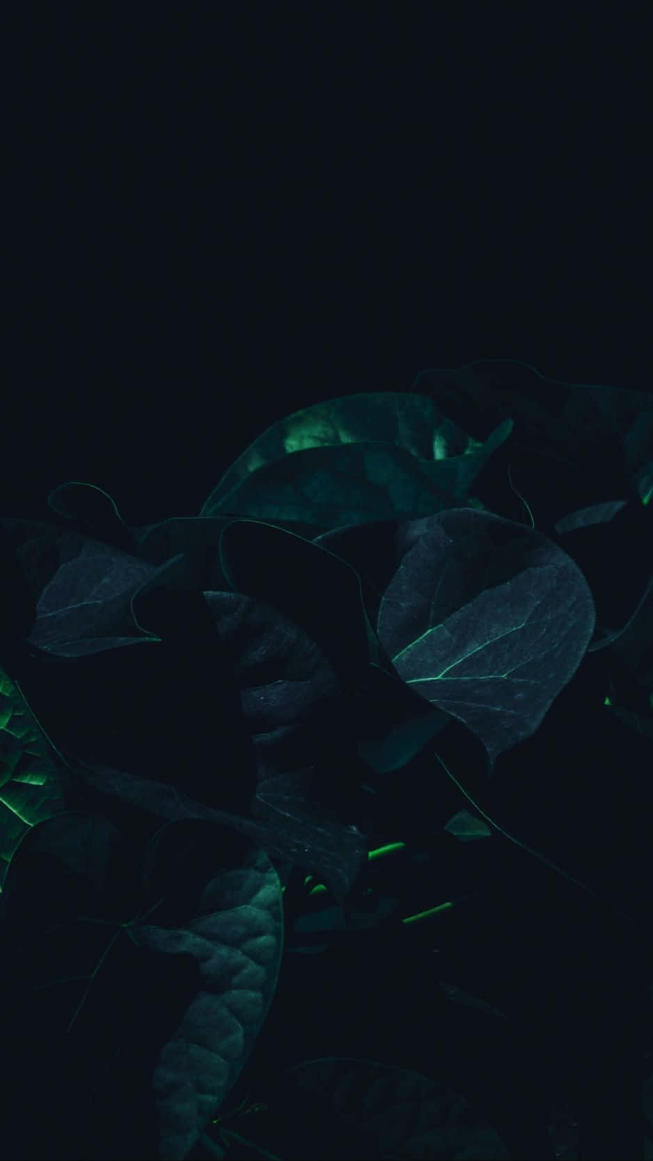 Download Black Leaves Dark Green iPhone