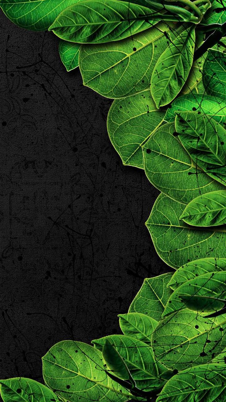 Green IPhone Wallpaper