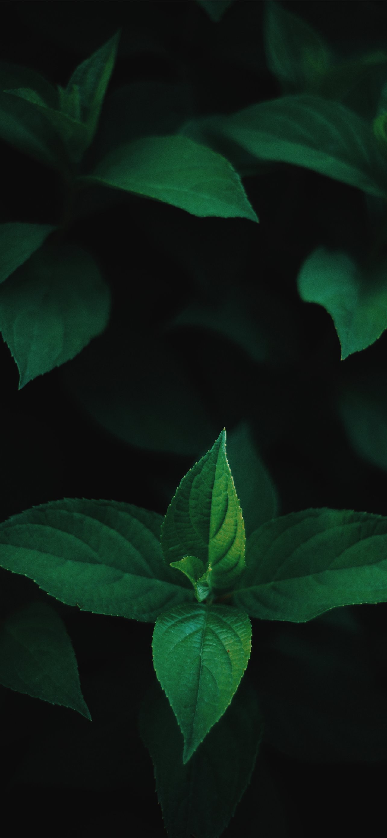 black background iPhone Wallpaper