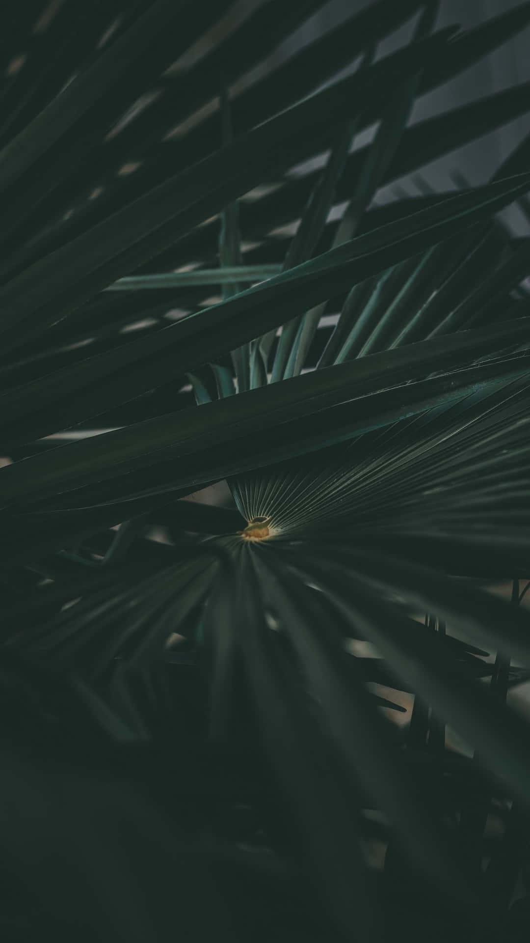 Dark Green iPhone Wallpaper