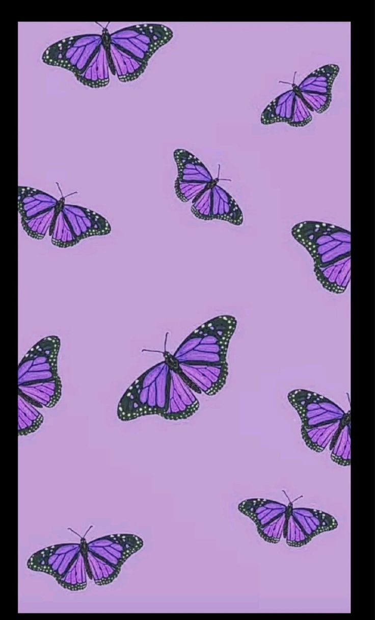 Purple butterfly wallpaper, Purple