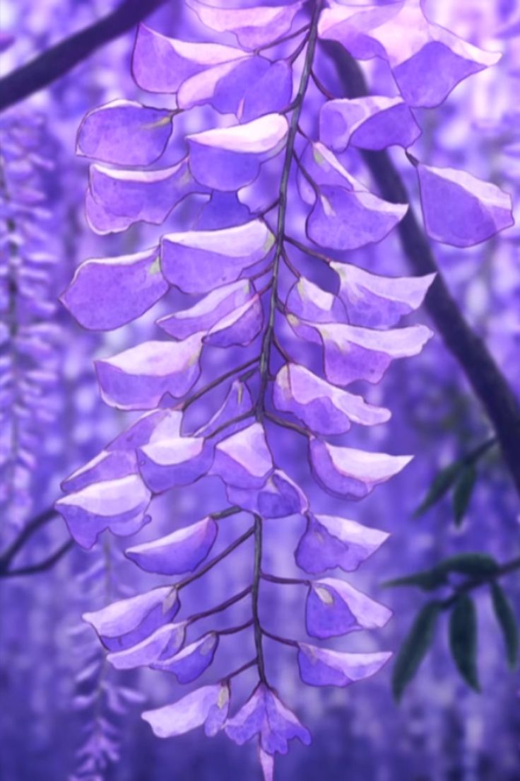 Wisteria Flower. Çizim, Anime