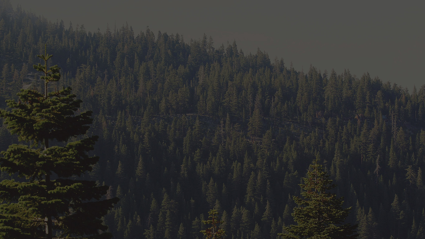 Tree Wood Mountain Nature Dark Green