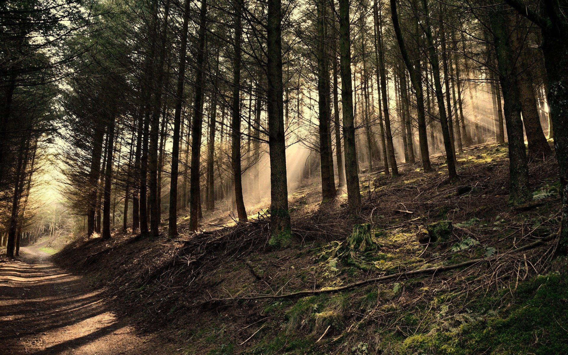 Dark wood wallpaper, Forest wallpaper