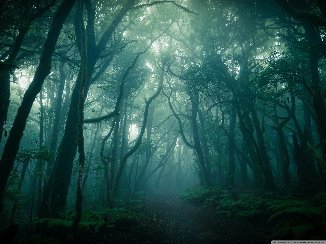 Dark Woods, Fog Ultra HD Desktop
