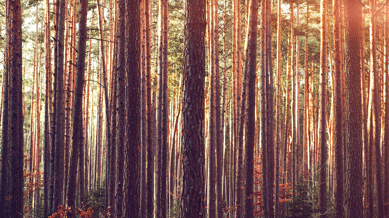 Wood Tree Mountain Summer Nature