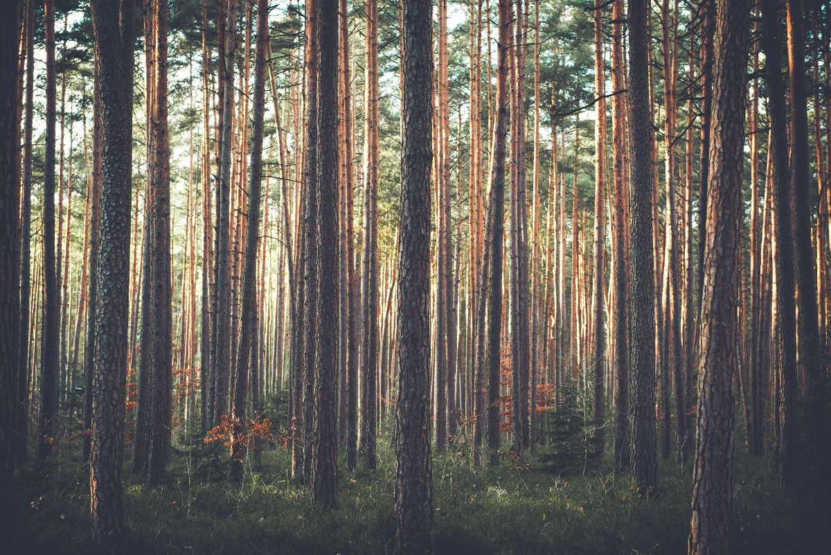 HD Desktop Background With woods