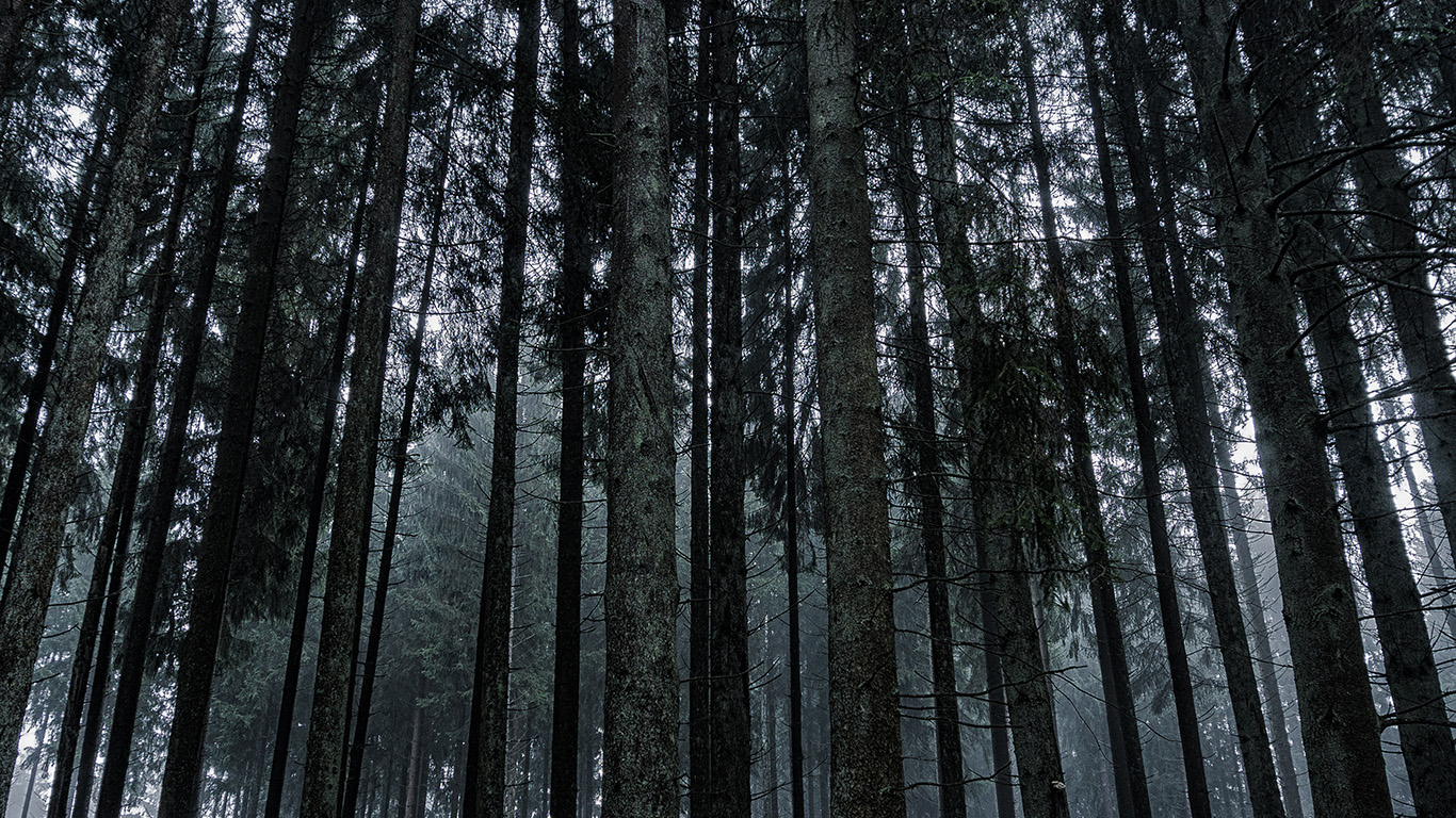 Nature Tree Tall Wood