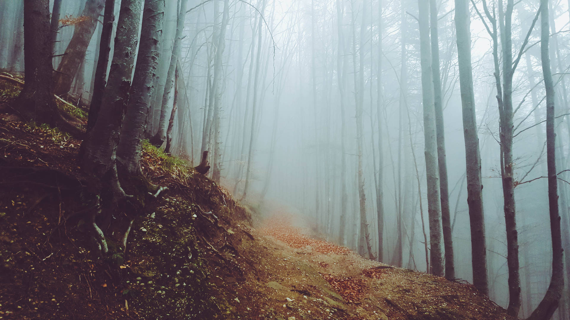 Download free Foggy Woods Fall Desktop