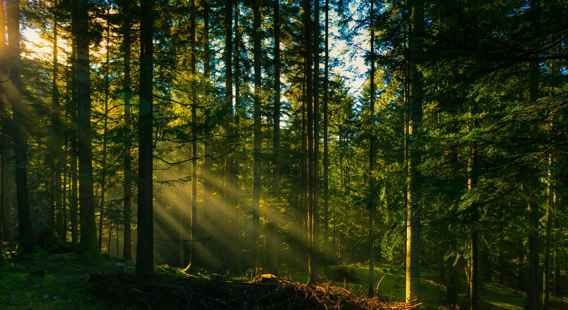 Forest Desktop Background. Wallpaper