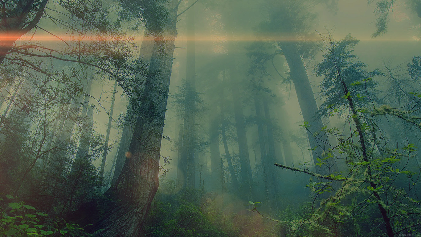 Forest Wood Fog Flare Nature Green