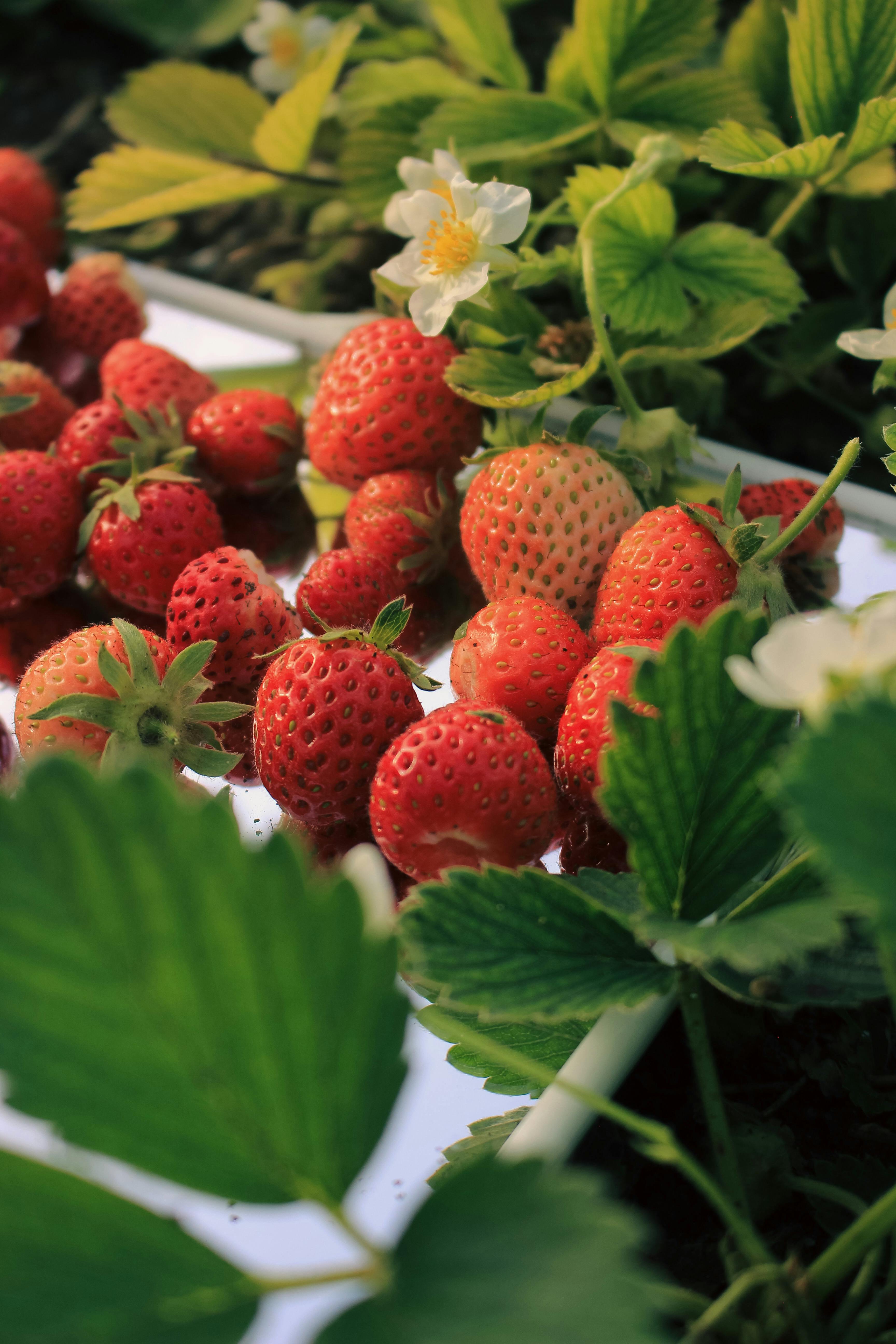 Strawberry Farm Photo, Download