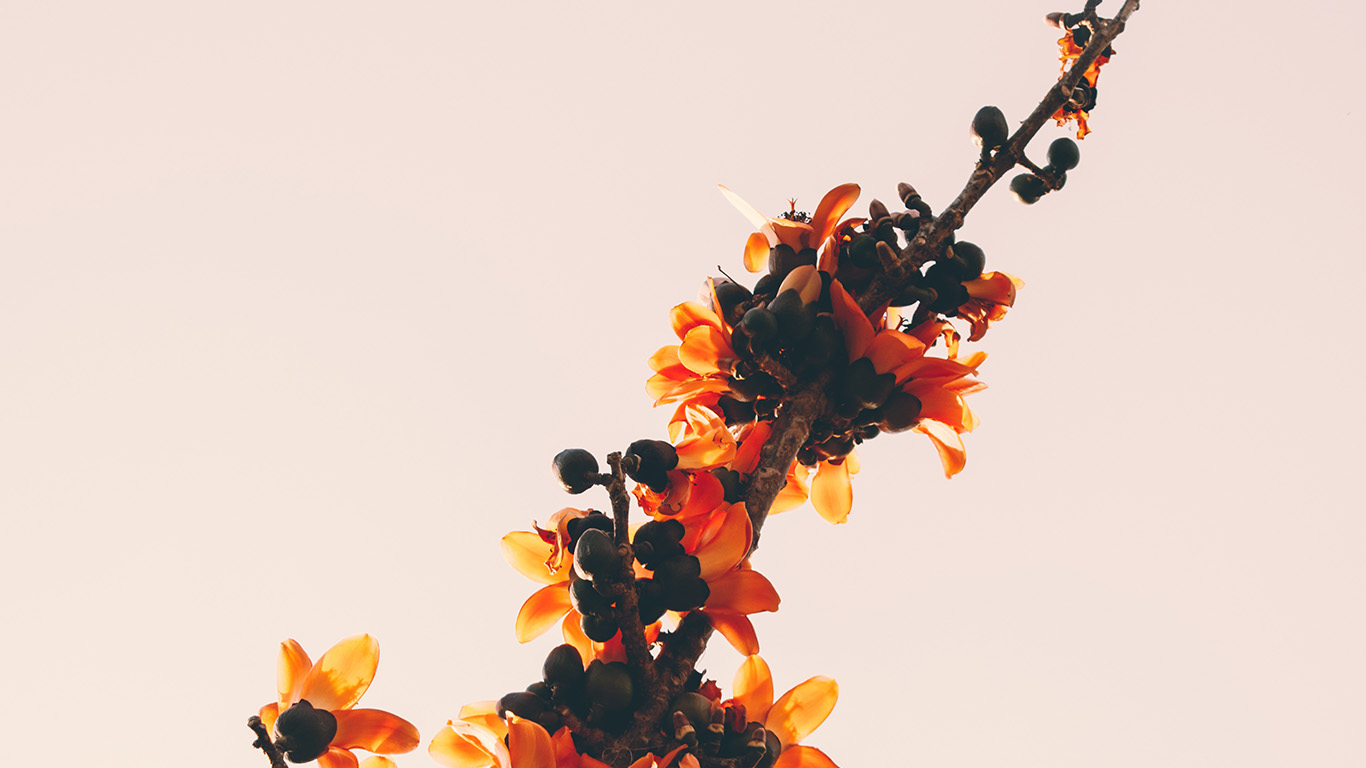 Flower Tree Red Nature Simple