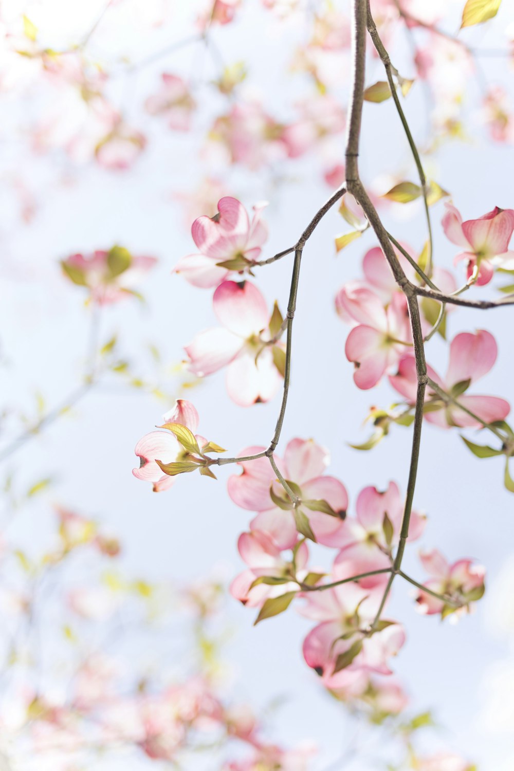 Pink and white petaled flowers photo