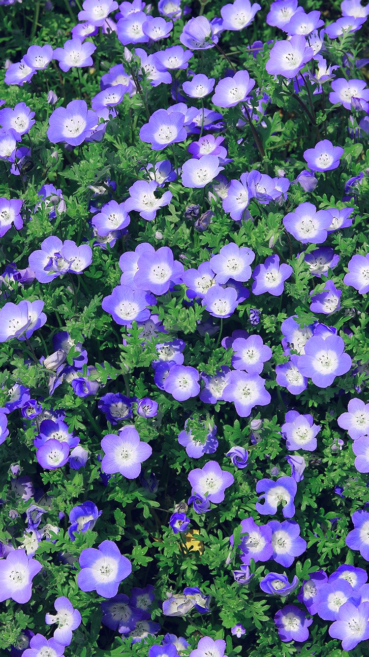 Flower Spring Purple Nature