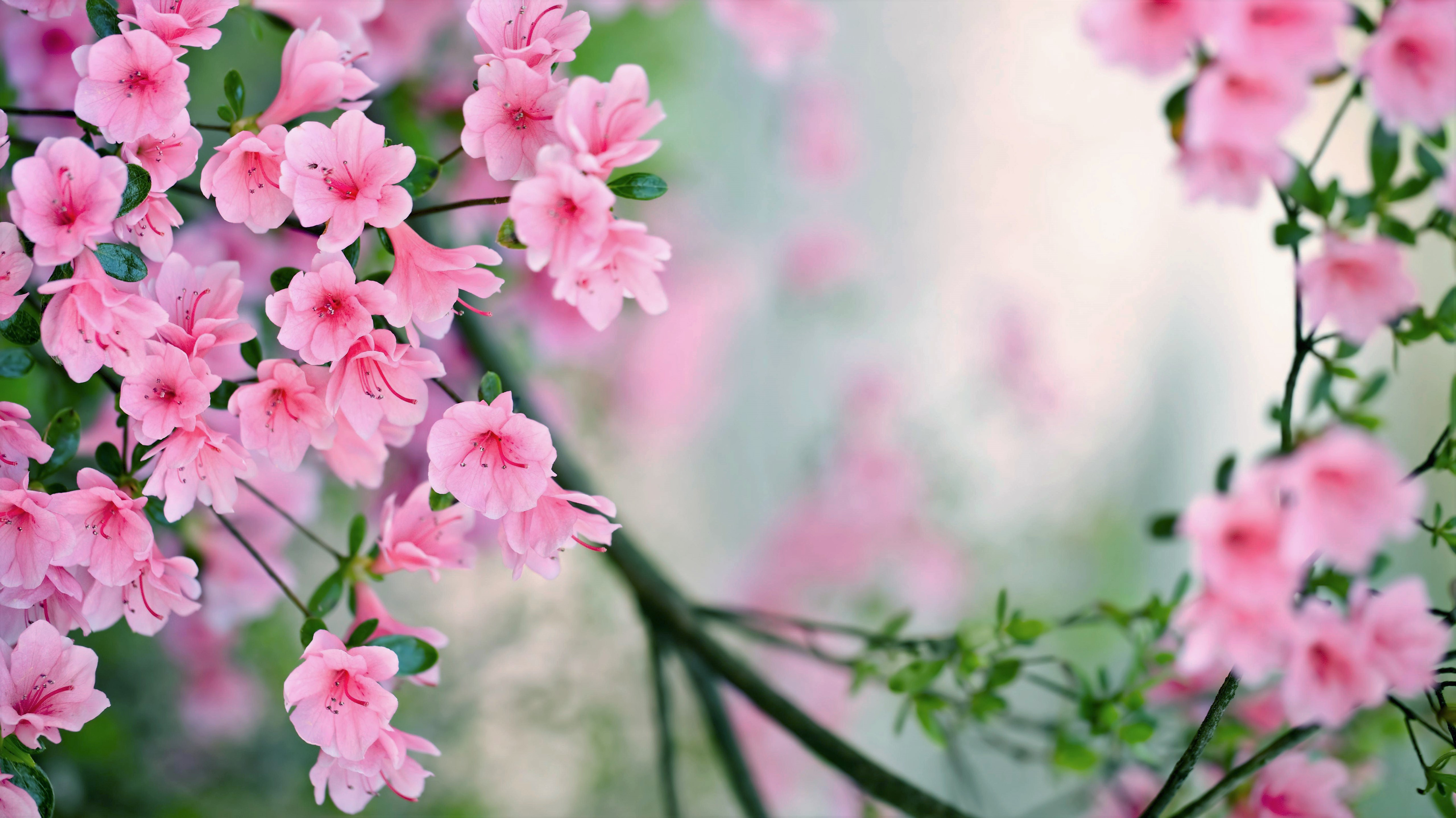Download Spring Pink Flower Branch
