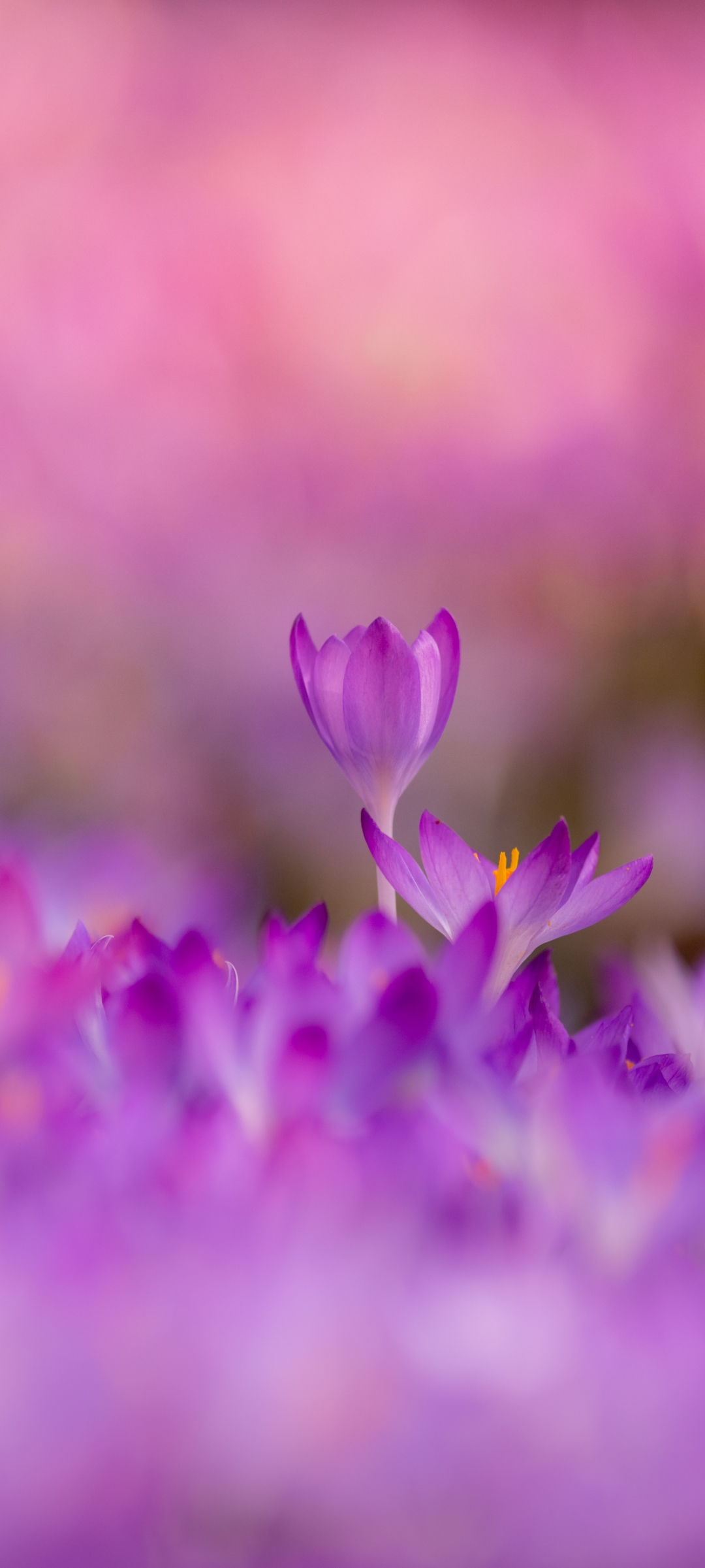 Crocus iPhone Wallpaper
