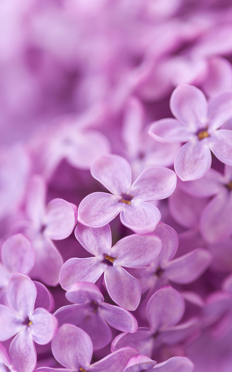 Lilac Flowers Live Wallpaper