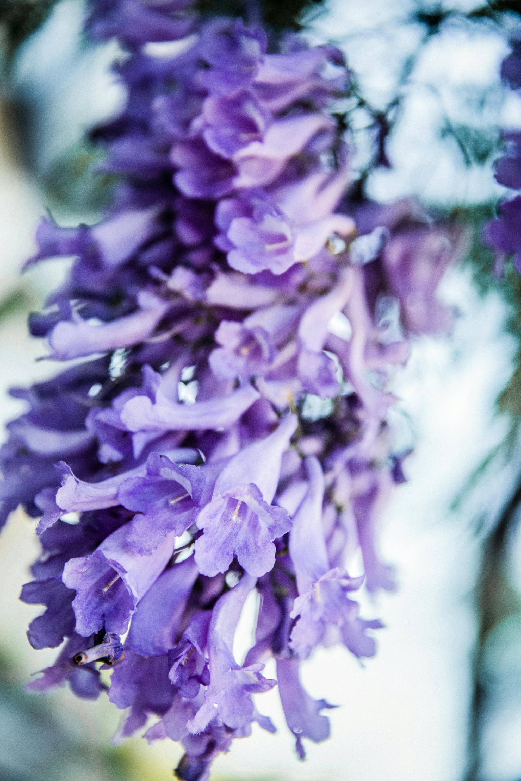 Purple Flowers · Free