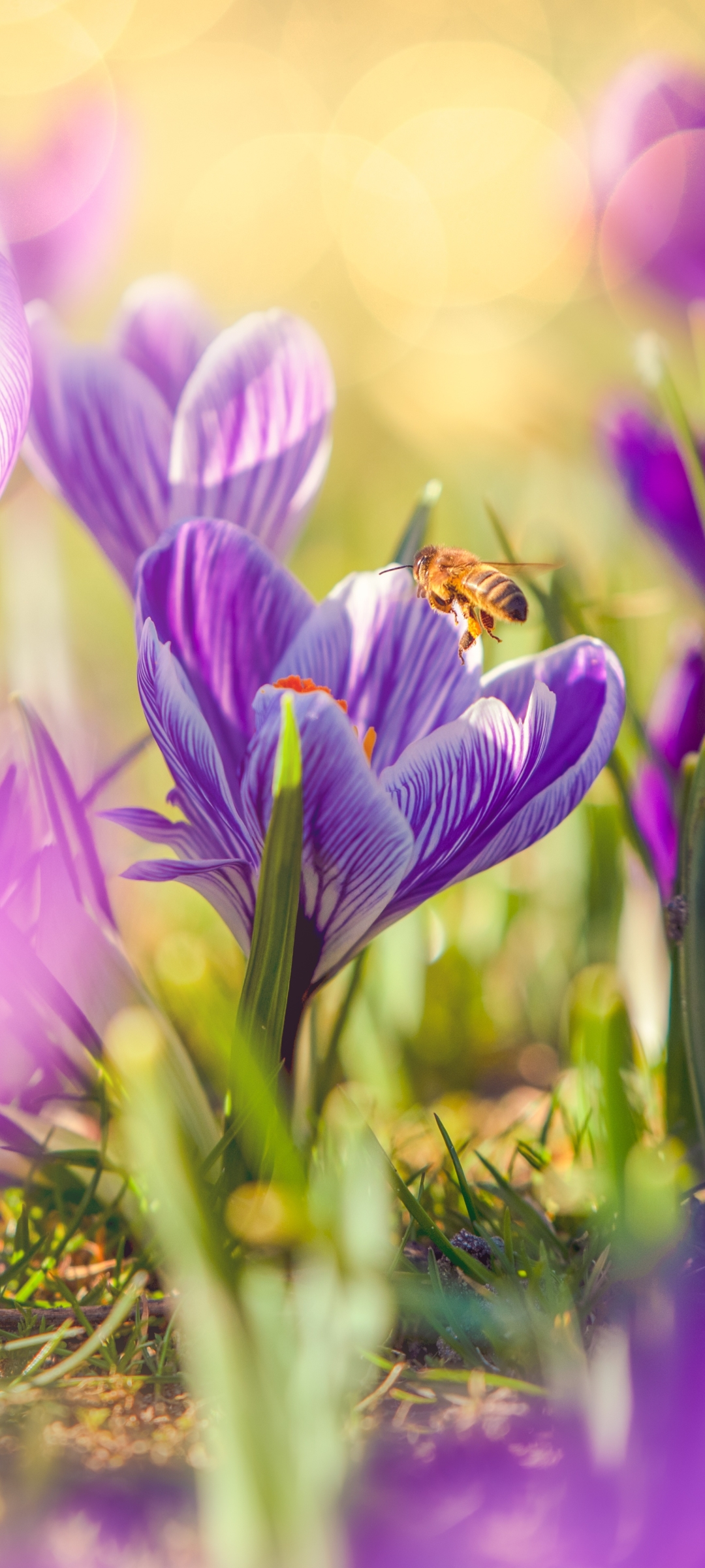 Download Purple Flower Crocus Spring