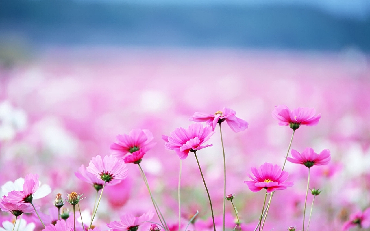 Pink flowers