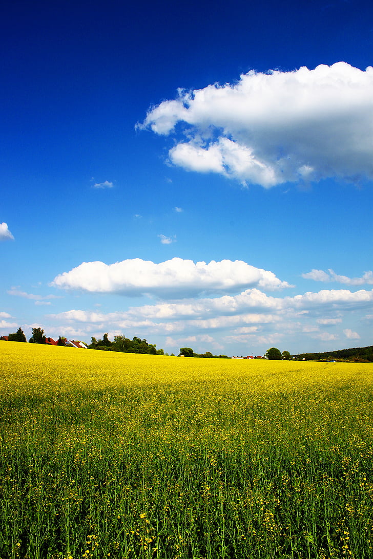 Field of yellow petaled flower plants
