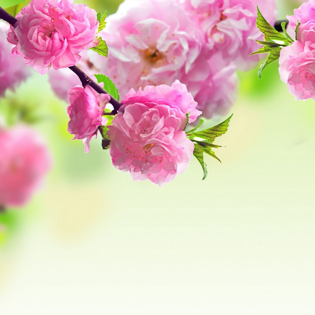 Nature Spring Pink Flower iPad Wallpaper