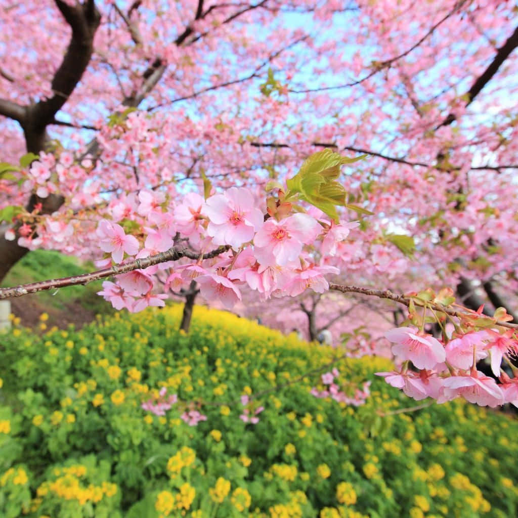 Download Pastel Pink Spring Tree iPad