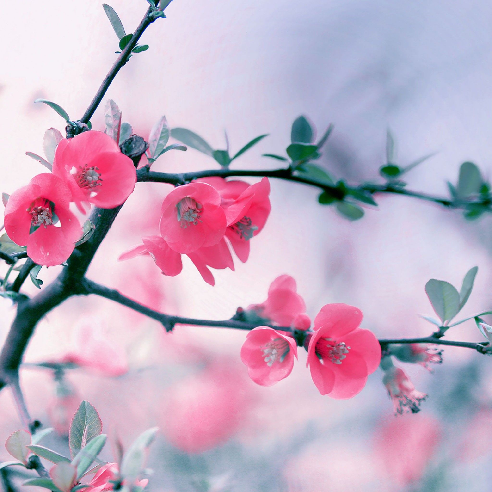 Pink Blossom Flowers iPad Wallpaper HD