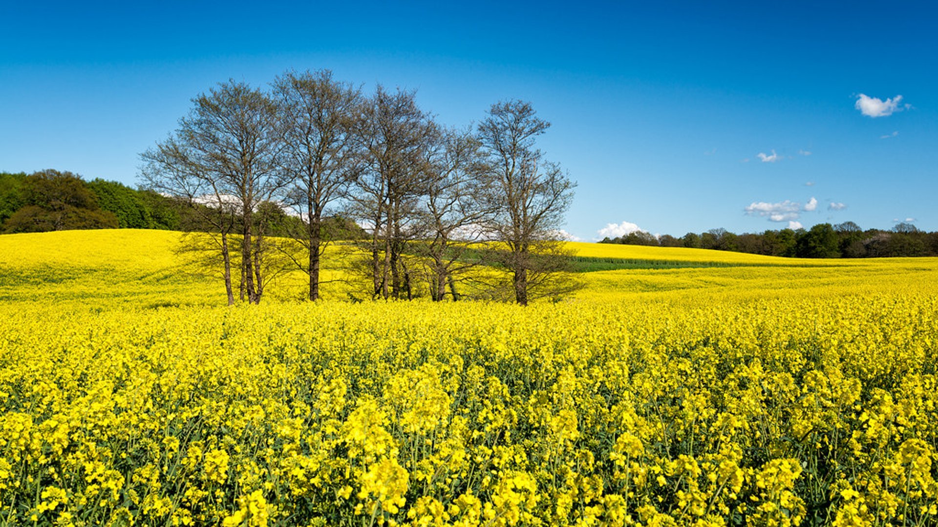 Yellow Spring in Sweden