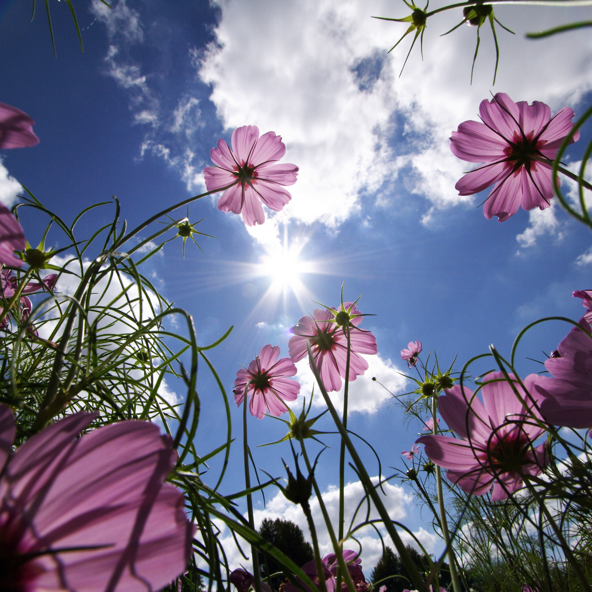 Pink Flowers iPad Wallpaper