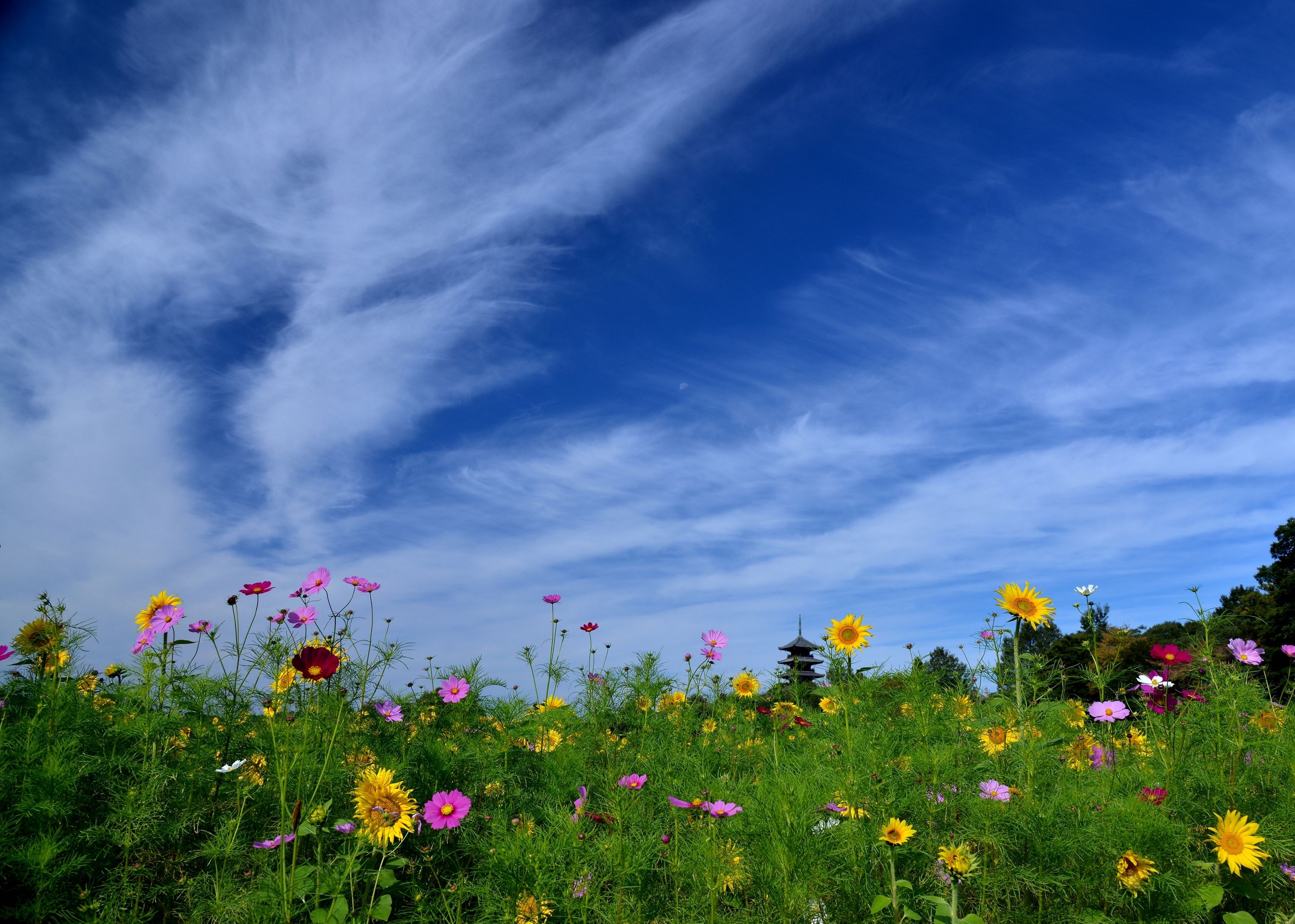 Yellow Flower, Pink Flower, Wildflower