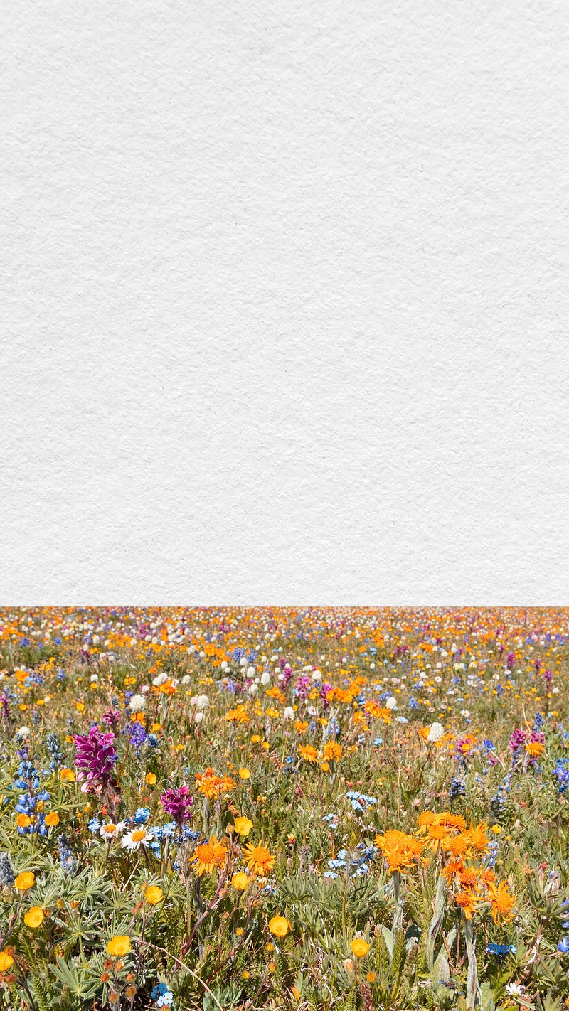 Spring flower field iPhone wallpaper