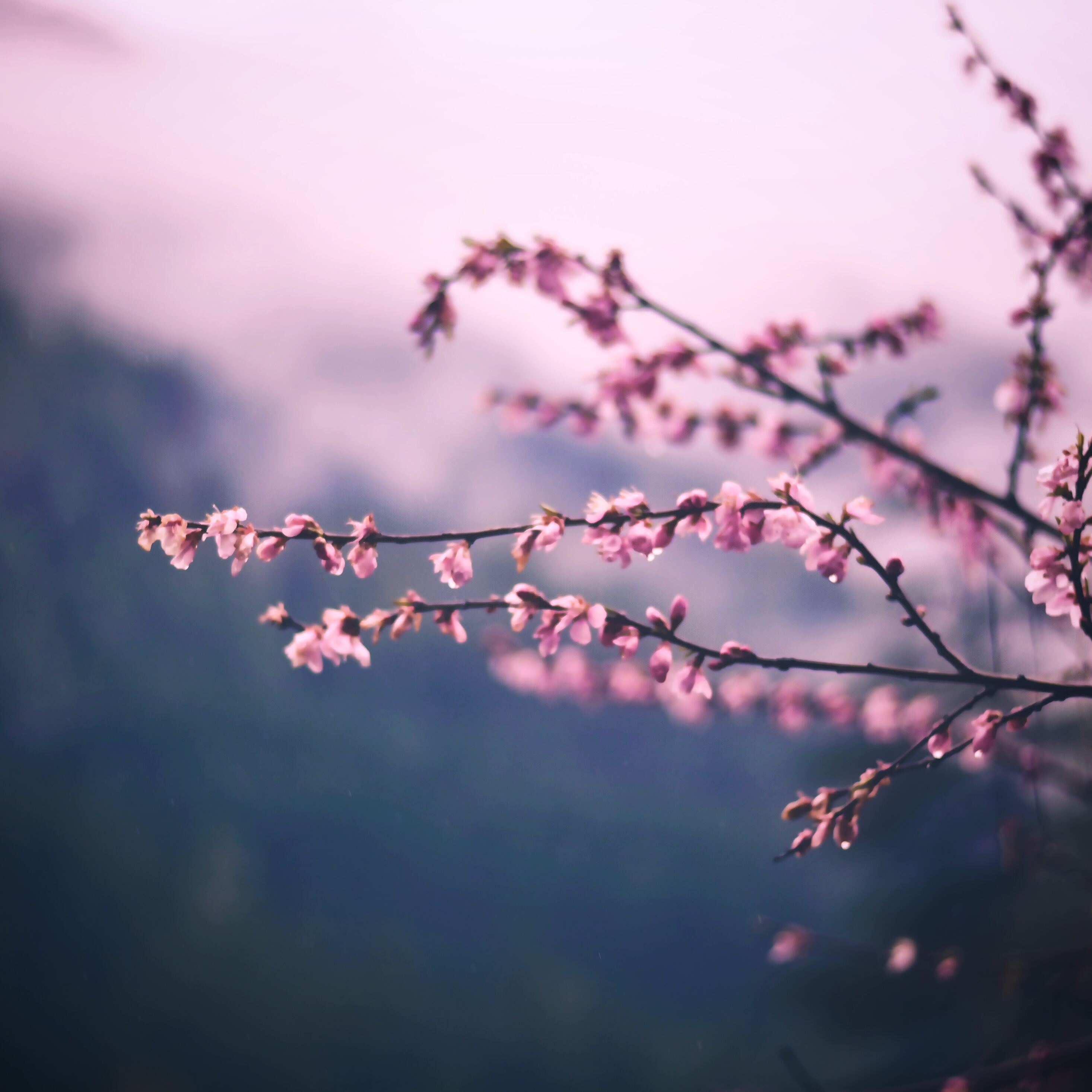 Pink Blossom Tree Branch