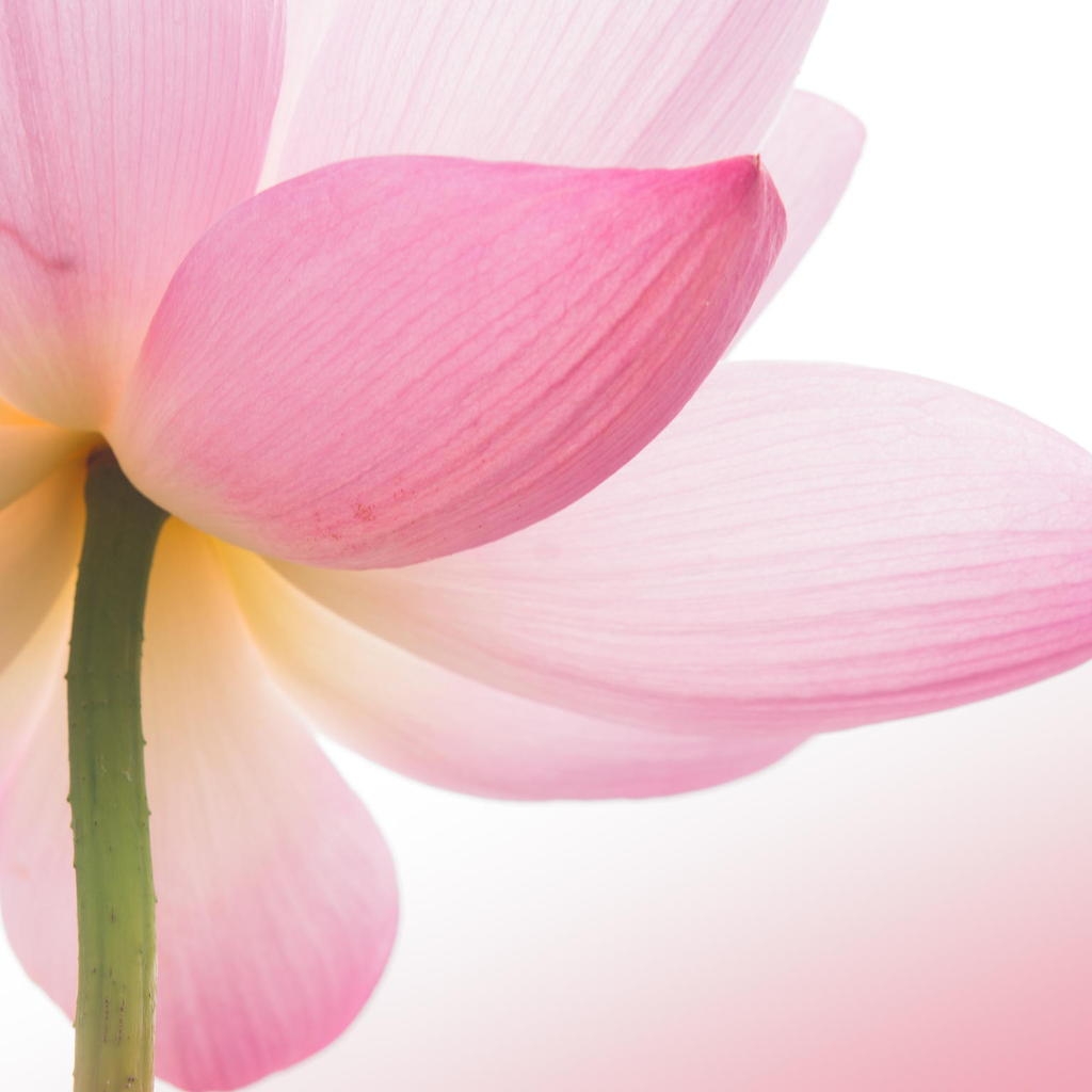 ipad wallpaper flowers pink