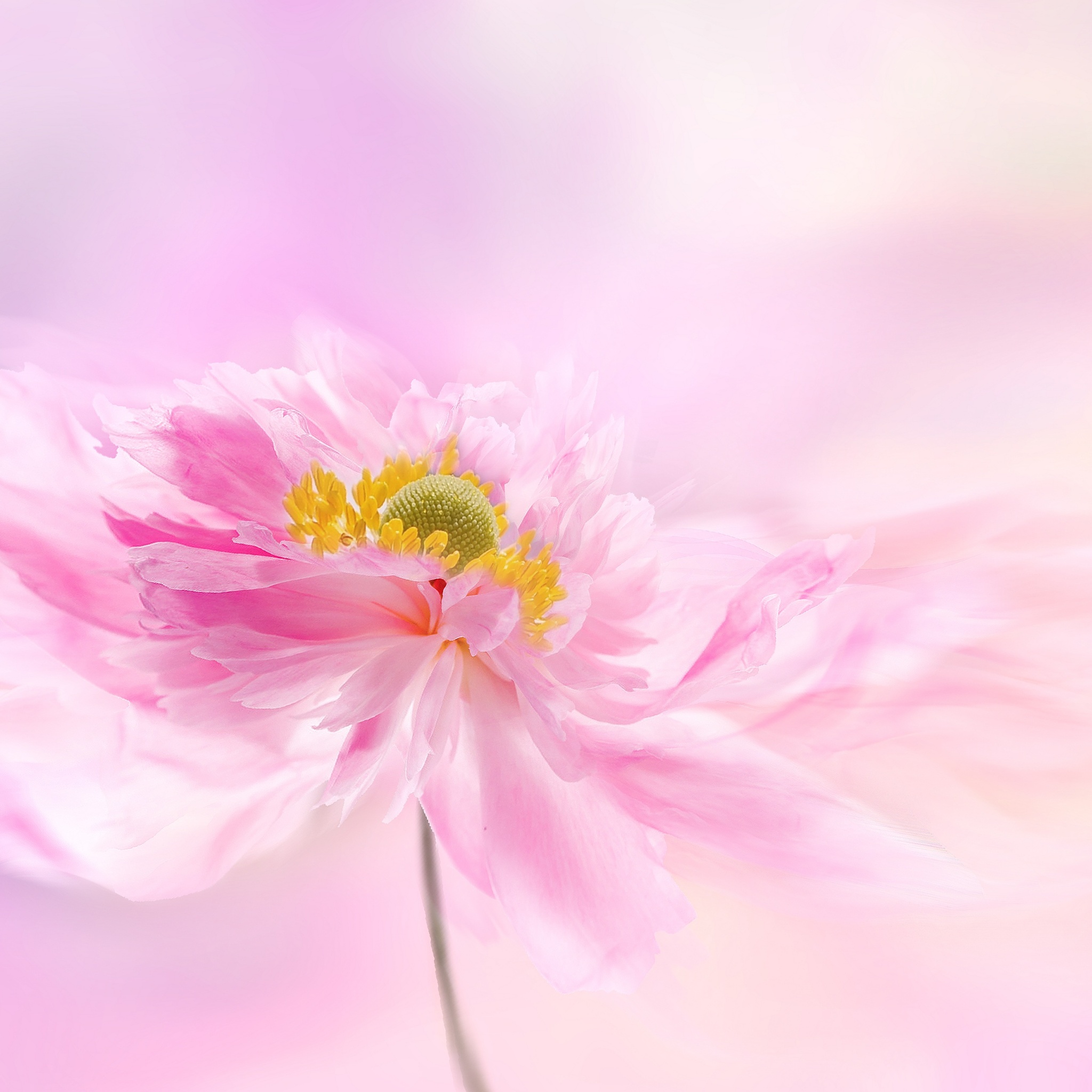 Pink flower Wallpaper 4K, Pink
