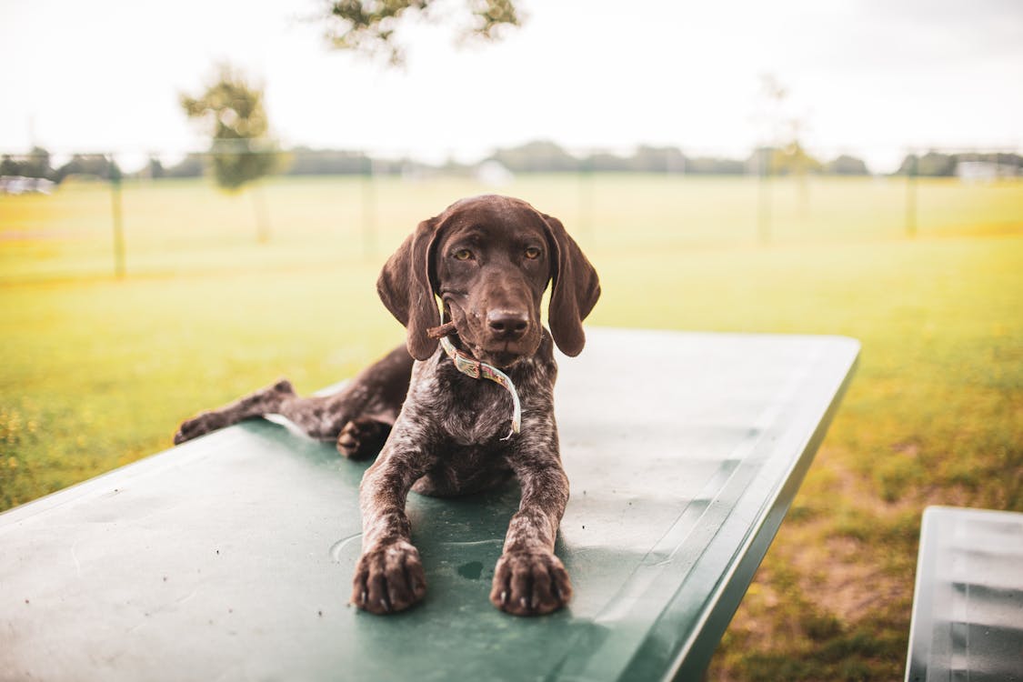 A Brown German Shorthaired Pointer Dog