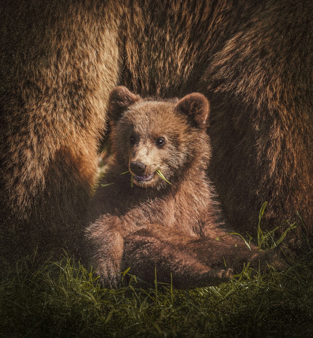 50,Bear Cub Picture. Download